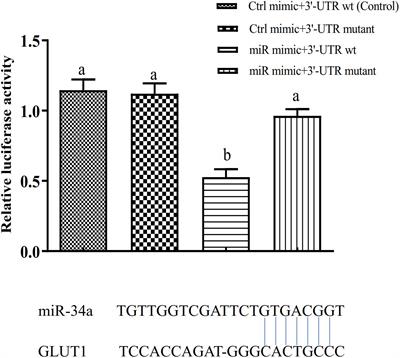 miR-34a Regulates the Activity of HIF-1a and P53 Signaling Pathways by Promoting GLUT1 in Genetically Improved Farmed Tilapia (GIFT, Oreochromis niloticus) Under Hypoxia Stress